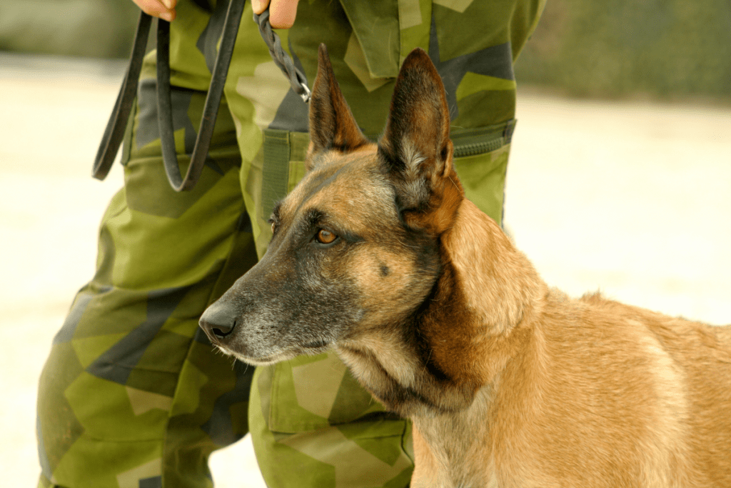 Army dog military